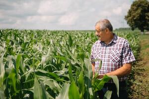 adulte agriculteur vérification les plantes sur le sien cultiver. agronome détient tablette dans le blé champ et examiner cultures. secteur agroalimentaire concept. agricole ingénieur permanent dans une blé champ avec une tablette photo