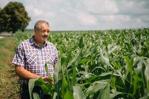 adulte agriculteur vérification les plantes sur le sien cultiver. agronome détient tablette dans le blé champ et examiner cultures. secteur agroalimentaire concept. agricole ingénieur permanent dans une blé champ avec une tablette photo