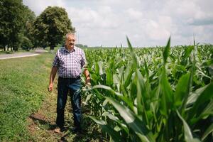 adulte agriculteur vérification les plantes sur le sien cultiver. agronome détient tablette dans le blé champ et examiner cultures. secteur agroalimentaire concept. agricole ingénieur permanent dans une blé champ avec une tablette photo