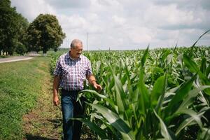 adulte agriculteur vérification les plantes sur le sien cultiver. agronome détient tablette dans le blé champ et examiner cultures. secteur agroalimentaire concept. agricole ingénieur permanent dans une blé champ avec une tablette photo