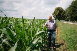 adulte agriculteur vérification les plantes sur le sien cultiver. agronome détient tablette dans le blé champ et examiner cultures. secteur agroalimentaire concept. agricole ingénieur permanent dans une blé champ avec une tablette photo