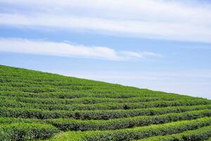 scénique vue paysage de thé plantation avec des nuages et ciel Contexte. espace pour texte photo