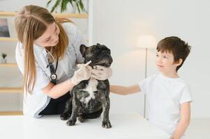 portrait de une français bouledogue. vétérinaire médicament concept. pedigree chiens. marrant animaux. mixte médias photo