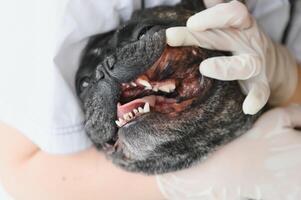 vétérinaire femme examine le chien et animal de compagnie son. animal soins de santé hôpital avec professionnel animal de compagnie Aidez-moi photo