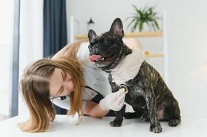 médecine, animal de compagnie se soucier et gens concept - proche en haut de français bouledogue chien et vétérinaire médecin main à vétérinaire clinique. photo