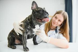 femelle vétérinaire examiner français bouledogue avec stéthoscope. photo