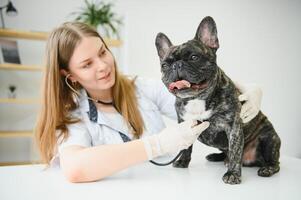 français bouledogue dans une vétérinaire clinique. vétérinaire médicament concept. photo