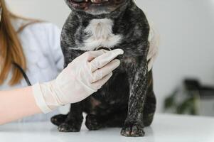 vétérinaire par écoute à une français bouledogue chien dans le sien clinique photo