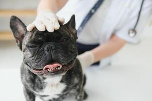 portrait de une français bouledogue. vétérinaire médicament concept. pedigree chiens. marrant animaux. photo