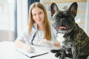 portrait de une français bouledogue. vétérinaire médicament concept. pedigree chiens. marrant animaux. photo