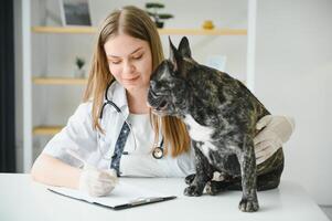 portrait de une français bouledogue. vétérinaire médicament concept. pedigree chiens. marrant animaux. mixte médias photo