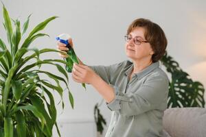 Sénior femme Vaporisateurs les plantes dans pots de fleurs. content femelle soins pour maison plante. mature femme prise se soucier de les plantes à sa maison, pulvérisation une plante avec pur l'eau de une vaporisateur bouteille photo