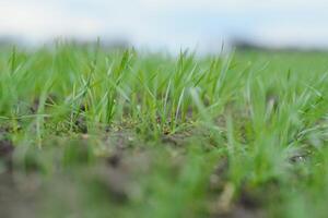 Beau agriculteur. Jeune homme en marchant dans vert champ. printemps agriculture. photo