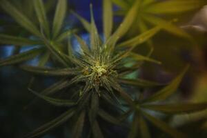 intérieur marijuana bourgeon en dessous de lumières. Cola, calice, trichome, et pistil, et feuilles sont visible photo