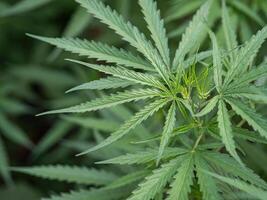 fermer de cannabis plante croissance à Extérieur marijuana cultiver. texture de marijuana feuilles. concept de cannabis plantation pour médical photo