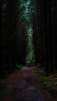 une isolé chemin par le dense et mystérieux les bois photo