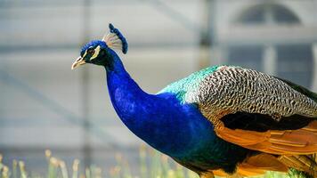 une paon affiche ses exquis couleurs et élégant plumage photo