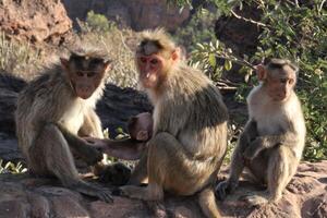 bonnet macaque singe famille photo