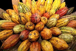 paniers rempli avec entier cacao fruit photo
