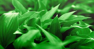 Contexte de vert feuilles. Naturel fond d'écran. sélectif se concentrer. photo