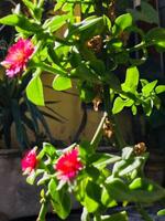 une plante avec rose fleurs et vert feuilles dans une pot. photo