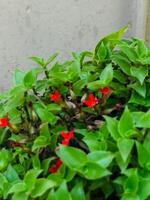 rouge fleurs sur une plante dans une pot photo