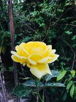 rose jaune dans le jardin photo