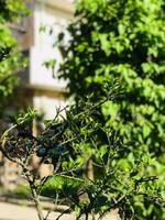 une oiseau séance sur une arbre branche dans de face de une bâtiment photo