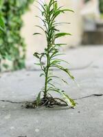 une plante croissance en dehors de une béton dalle avec une plante croissance en dehors de il. photo