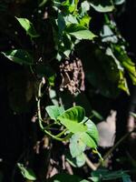 une proche en haut de une plante avec feuilles et vignes photo