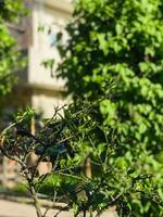 une champ de pissenlits dans une parc photo