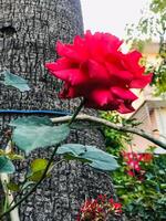 une rouge Rose est dans le milieu de une jardin photo