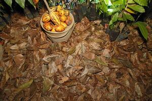 cacao feuilles épars sur le sol photo