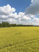 Jaune colza fleurs dans une champ contre le ciel avec des nuages photo