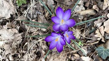 crocus fleur, violet dans Naturel environnement. photo