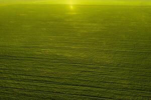 Haut vue de le semé vert dans Biélorussie.agriculture dans Biélorussie.texture photo