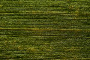 Haut vue de le semé vert dans Biélorussie.agriculture dans Biélorussie.texture photo