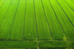 Haut vue de une semé vert et gris champ dans Biélorussie.agriculture dans Biélorussie.texture. photo