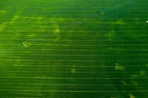 Haut vue de une semé vert et gris champ dans Biélorussie.agriculture dans Biélorussie.texture. photo