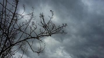 nu branches en dessous de une nuageux ciel 2 photo