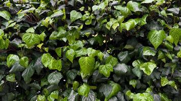 luxuriant vert lierre feuilles avec gouttes de pluie, dense feuillage après pluie. hydraté les plantes et la nature rajeunissement concept pour conception et imprimer. proche en haut, Naturel Contexte. photo