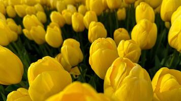 fleurs Contexte. brillant Jaune tulipes épanouissement dans printemps, proche en haut de floral beauté avec lumière du soleil mise en évidence pétales, pour jardinage et Pâques notions, conception pour cartes postales et bannières. photo