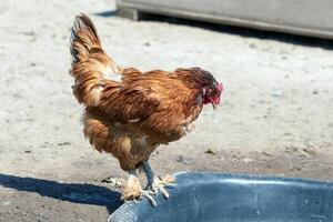 poulet sur le ferme photo