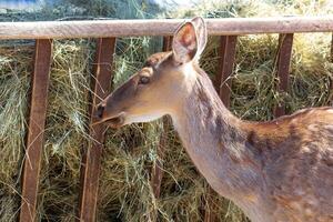 cerf en mangeant le foins photo