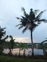 se détendre et calmant ambiance de rural scène avec noix de coco des arbres, nuageux bleu ciel, riz champ, irrigation canaux avant lever du soleil. tranquille photo