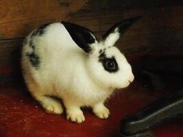 mignonne marrant et duveteux noir et blanc lapin dans le Grange. adorable animaux domestiques avec doux duvet photo