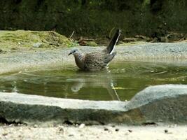 sauvage tortue Colombe prendre une une baignoire sur une étang, profiter Frais l'eau sur chaud été journée photo