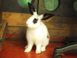 mignonne marrant et duveteux noir et blanc lapin dans le Grange. adorable animaux domestiques avec doux duvet photo