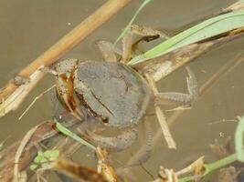 marron riz Crabes dans marécages vivre parmi sec riz branches submergé dans l'eau. communément a trouvé sur riz champ. cette espèce est une Frais l'eau Crabe communément a trouvé à rural zone riz champ photo