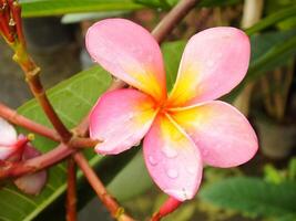 magnifique rose frangipanier fleur ou plumeria épanouissement à botanique jardin avec Frais gouttes de pluie sur il. tropical spa fleur. photo